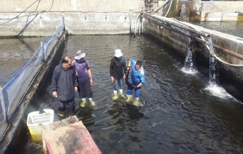تولید ۲۱ تن ماهی خاویاری در استان قزوین