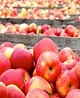 رشد ۷ برابری صادرات سیب آذربایجان غربی