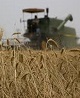 تولید ۵۲۰ هزار تن گندم در آذربایجان غربی