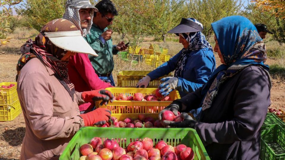 تراژدی سرخ در ارومیه؛ چرا سیب آذربایجان غربی به بار نمی‌نشیند؟