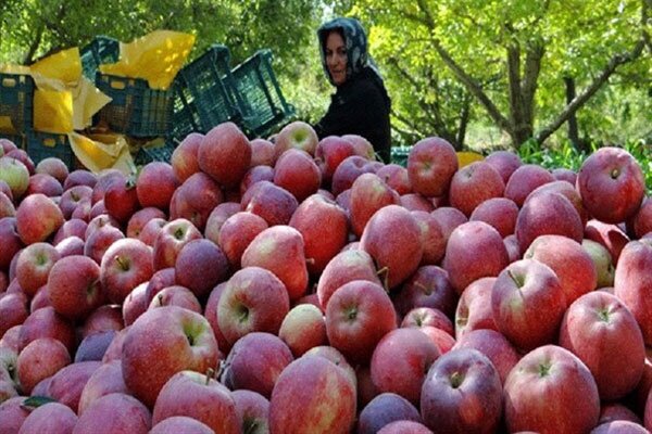 تراژدی سرخ در ارومیه؛ چرا سیب آذربایجان غربی به بار نمی‌نشیند؟