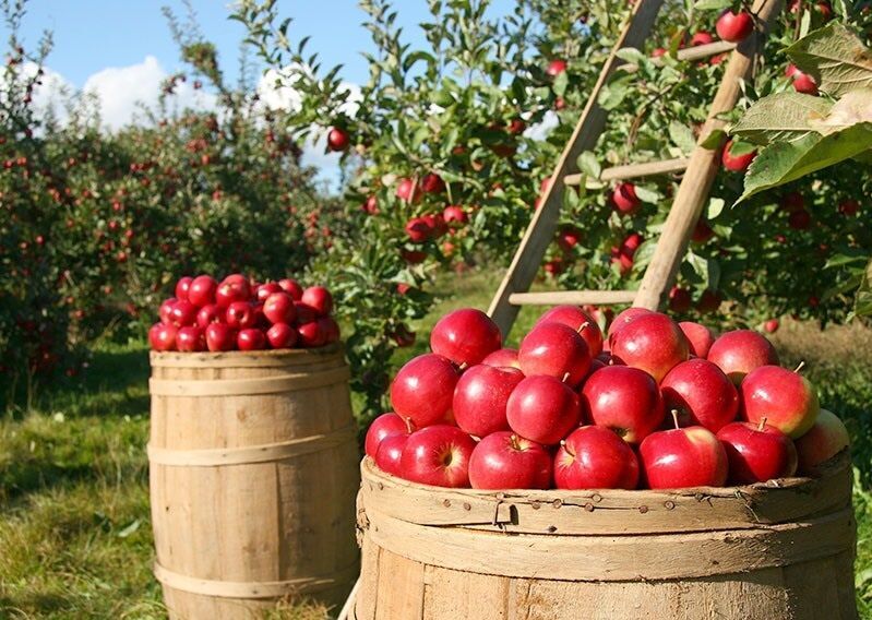 تراژدی سرخ در ارومیه؛ چرا سیب آذربایجان غربی به بار نمی‌نشیند؟