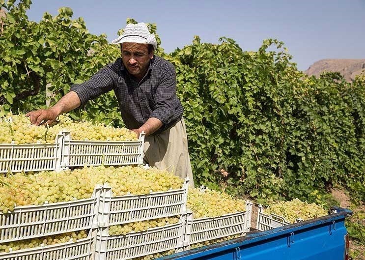 طلای خوشهای ارومیه در برزخ هزینهها و سود دلالان/ آیا برداشت انگور هنوز صرفه اقتصادی دارد؟ طلای خوشهای ارومیه در برزخ هزینهها و سود دلالان/ آیا برداشت انگور هنوز صرفه اقتصادی دارد؟